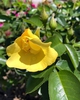 Flower and Bud