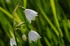 White bell shaped flowers