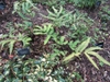 D. sieboldii