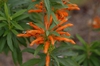 Flower and Leaves