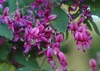 Purple pea-like flowers