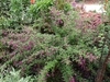 Form