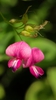 Lespedeza bicolor
