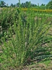 Form