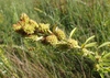 Fruit