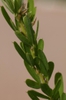 Stem