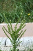 Stems