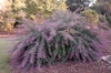 Lespedeza liukiuensis 'Little Volcano' Form