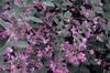 Lespedeza liukiuensis 'Little Volcano' Flower and Leaf