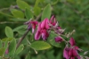 Lespedeza thunbergii