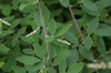 Lespedeza thunbergii