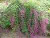 Lespedeza thunbergii