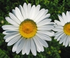 Leucanthemum vulgare