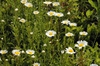 Leucanthemum vulgare