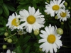 Leucanthemum x superbum flowers and buds