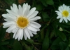 Leucanthemum x superbum flowers