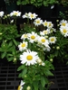 Leucanthemum x superbum leaves, buds, and flowers