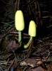 Leucocoprinus birnbaumii