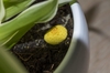 In a Potted Plant