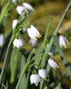 Form