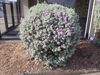 Leucophyllum frutescens
