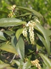 Leucothoe axillaris