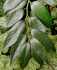 Leaf Detail