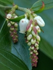 Leucothoe fontanesiana