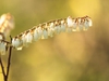 Leucothoe racemosa