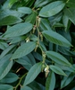 Leucothoe fontanesiana
