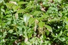 Leucothoe fontanesiana