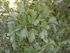 Levisticum officinale