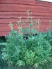 Levisticum officinale