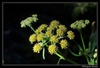 Levisticum officinale