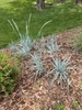 Blue-green grass growing on a mulched slope
