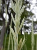 Close-up on spikelets.