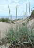A grass with glaucous leaves and upright dense spikes