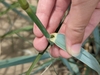 Close-up of the leaf sheaths and auricles