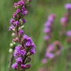 Liatris ligulistylis