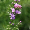Liatris microcephala
