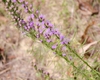 Liatris pilosa