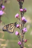 Monarch on flowers