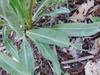 Basal Leaves