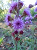 Close up of flower