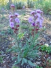 Form