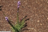 Liatris pilosa