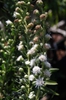 White flowers