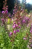 Form in bloom