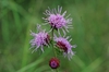 Flower heads