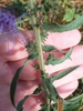 Stem